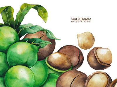 Watercolor Macadamia. art botanical design exotic illustration macadamia nature nut plant tropical watercolor watercolor painting watercolour