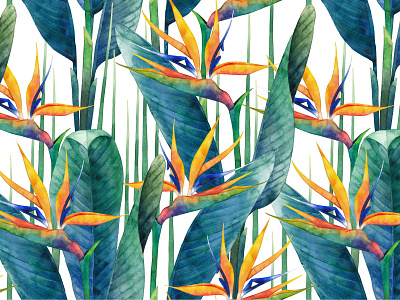 Watercolor strelitzia.