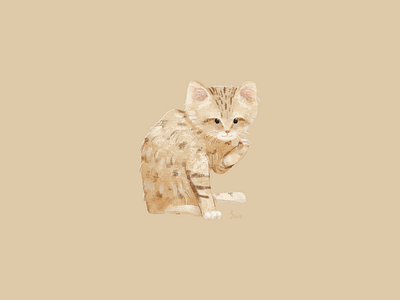 Sand cat animal art cat character design drawing felidae illustration sand cat yununuan
