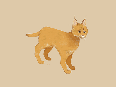 Caracal animal art caracal cat character design drawing felidae illustration yununuan