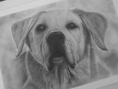 Graphite drawing of Seppi dog drawing graphite illustration pet petportrait