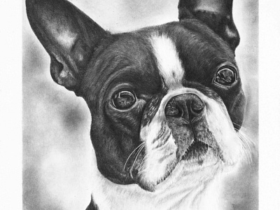 Frenchie - Graphite Drawing dog drawing graphite illustration petportrait