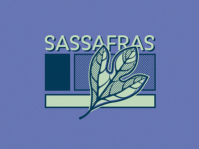 Sassafras - 270/365 illustration illustrations leaf leaves plant plants sassafras
