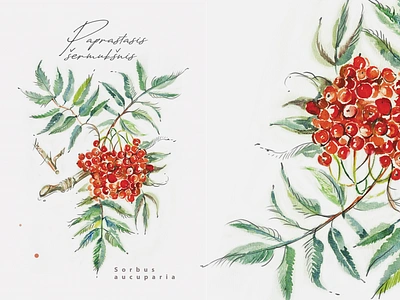 Rowan aquarelle artist botanic drawing ecology green handdrawn herbal herbalmedicine illustration lithuania nature nature art red rowan sorbusaucuparia tree watercolor watercolorart watercolorillustration