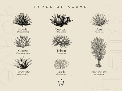 Types of agave agave bohemian icon mexican mexico mezcal oaxaca