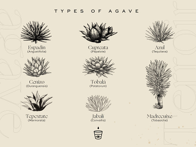 Types of agave