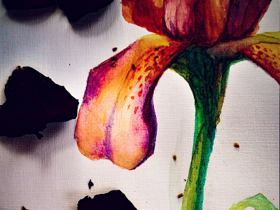 Iris 3. Kent Pride flower illustration iris red violet watercolor