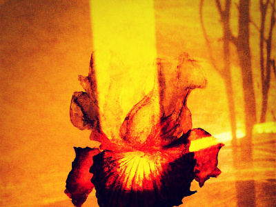 Iris 2. Delirium flower illustration iris red shadow sunlight violet watercolor yellow