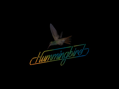 Hummingbird design illustration type typography vector