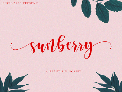 Sunberry | Beautiful Script branding font calligraphy font chic font crafter font cricut font curly font font fonts handwriting font modern calligraphy modern font script font