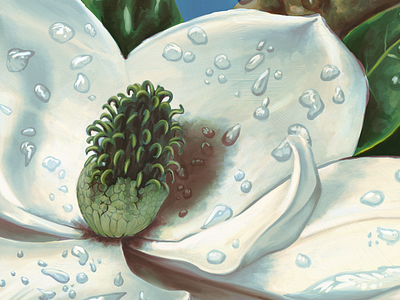 Magnolia Grandiflora artrage illustration magnolia painting