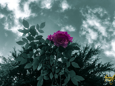 Flower adobe azizim blume colors fleur fower fubiz photoshop piximperfect sky tutorial çiçek çiçekler گۈل گۈللەر گۈلۈم 花 花屋 꽃 꽃다발