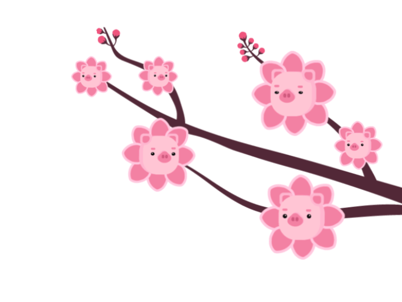 Piggy Blossom aftereffects animation blossom flat illustration pig piggy vector