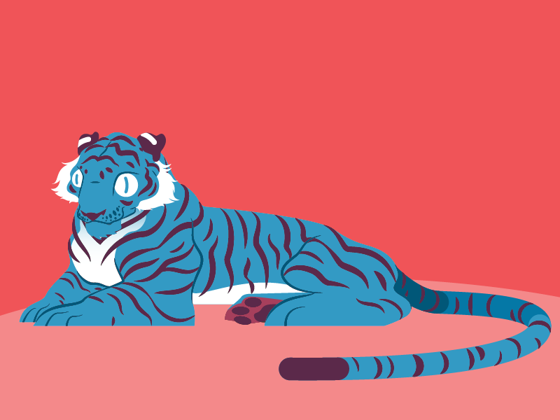 Tiger tiger design vector character cartoon illustration characterdesign animal