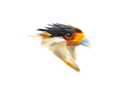 Crested caracara animal bird bird illustration brush eagle illustration nature photoshop plumage