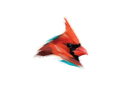 Northern cardinal animal bird bird illustration brush cardinal cardinalis illustration nature photoshop red redbird songbird species