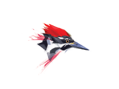 Pileated woodpecker animal bird bird illustration brush illustration native nature north america woodpecker