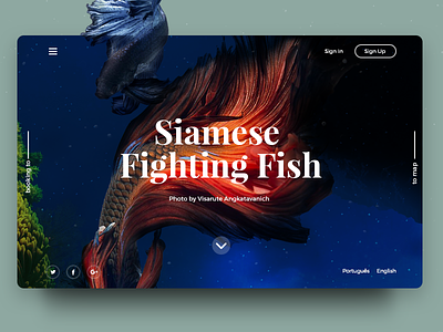 Siamese Fish Map blue clean fish landing minimal site slide type typography ui ux web