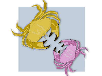 Fight Of Colored Crabs color crabs design fight flat illustration sea sketch web
