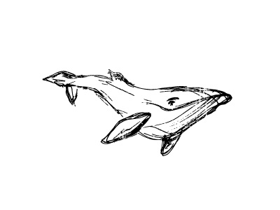 Happy Whale illustration whale