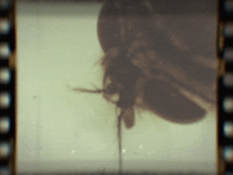 Fly after effect aftereffects animation art fly gif insect old old film photo test video