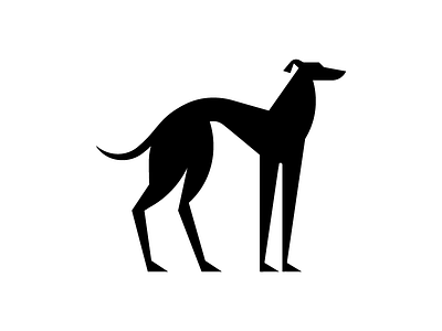 Greyhound breed dog elegant fashion greyhound sport