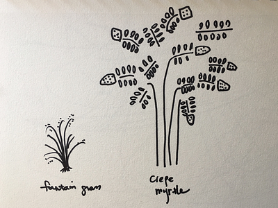 Crepe myrtle & Fountain grass handdrawn illustration plants prismacolor promnightfistfight
