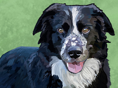 Border Collie Love art artwork border collie digital painting digitalart drawing illustration illustrator pet procreate