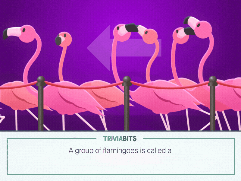 TB-003 animation flamboyance flamingo illustration loop mograph motion graphics pink trivia vector