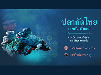 Thai fighting fish on PowerPoint 1 creative designer direction graphic designer illustration powerpoint retouching