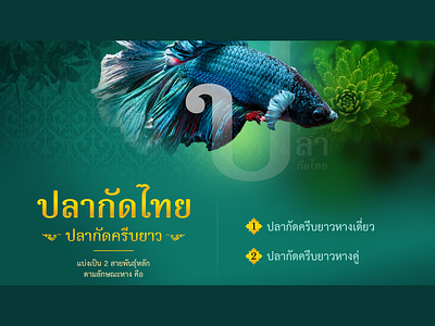 Thai fighting fish on PowerPoint 2 creative design designer direction graphic illustration retouching