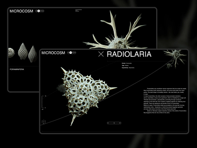 MICROCOSM 3d art direction biology cosm foraminifera micro radiolaria science touch ui ux