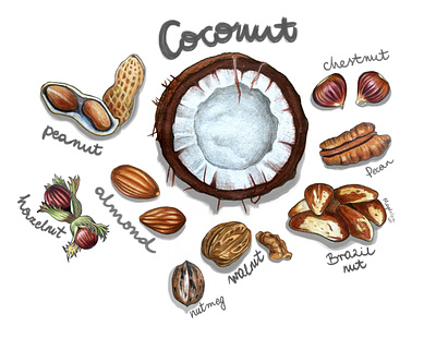 Nuts almond art brazilnut chestnut coconut design food foodillustration hazelnut illustration nutmeg nuts peanut pecan walnut