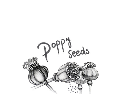Poppy seeds art botanical design etsy food foodillustration illustration nature poppy poppy seeds seeds