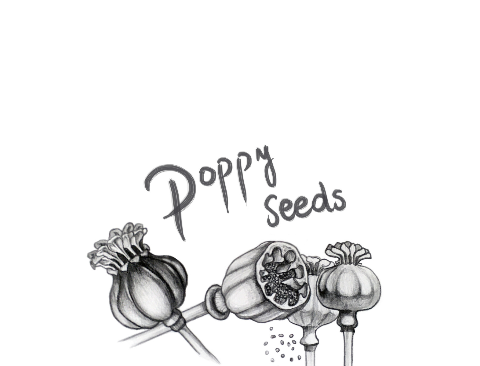 Poppy seeds by Magdalena Jurowiec on Dribbble