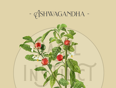 Ashwagandha ashwagandha botanical botanical illustration digital art digital painting herbs illustration nature plants