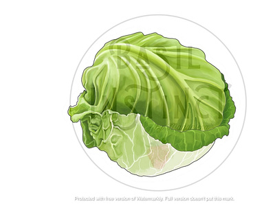 Cabbage art cabbage colored pencil drawing colored pencils digital painting illustration mixed media vegetable illustration vegetable painting veggies