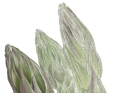 Asparagus art asparagus design food foodillustration green illustration illustrator vegetable veggie