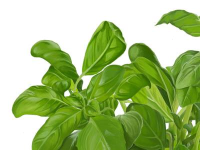 Basil