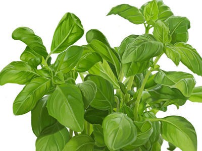 Basil