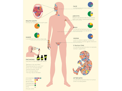Infographics bacteria chart illustration infografika infograph microbiome visual