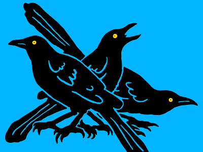 Taco Raptors austin bird black bird crow grackle