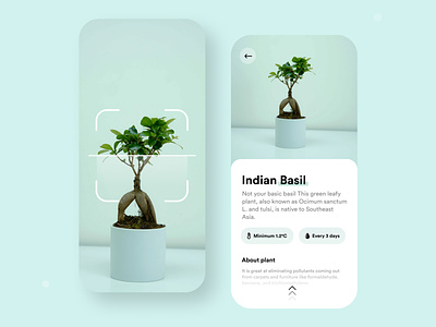 Know about any plant app exploration branding design flat minimal minimalism minimalistic mobile mobile ui plant plant app plant details plants typography ui ux uidesign