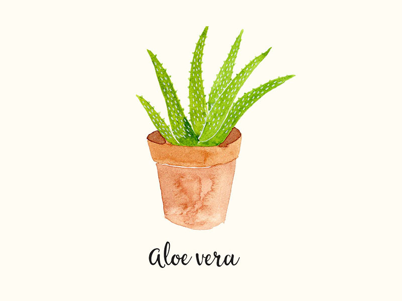 Hand drawn Aloe Vera set vector illustration. Sketch of indoor plant in a  pot and individual leaves. Natural cosmetic and medical ingredient 11960106  Vector Art at Vecteezy