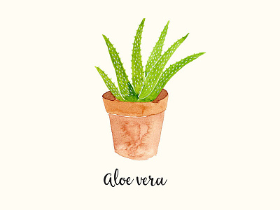 Aloevera aloevera hand painted illustration nature plants watercolour