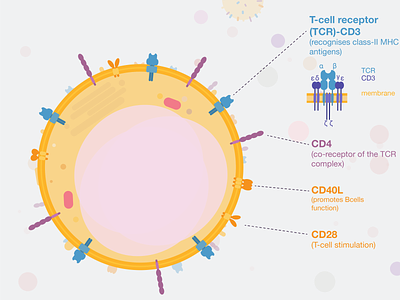 Week3 - T helper cells biology flat illustration illustration immunology sciart scicomm science vector