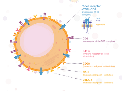 Week4 - Cytotoxic T cell