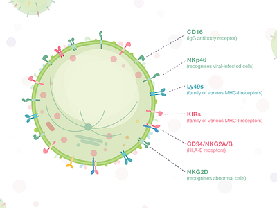 Week5 - NK Cell