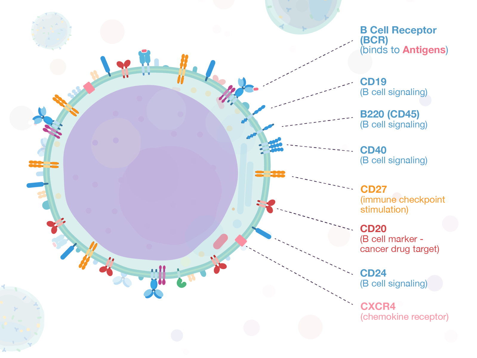 Week7 - Memory B Cells By LaPipette On Dribbble