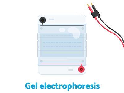 Week8 - Gel electrophoresis biology dna flat illustration illustration lab sciart scicomm science vector